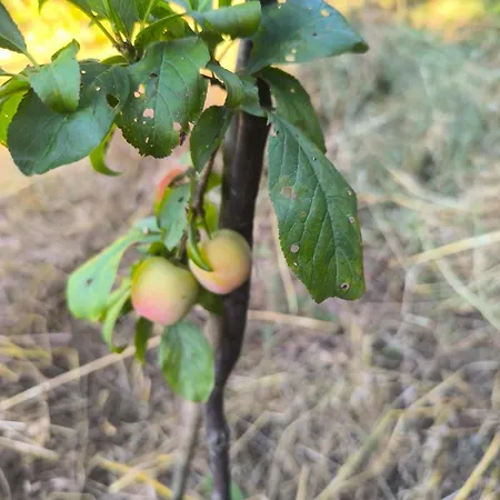 Xhagolands בית הארחה