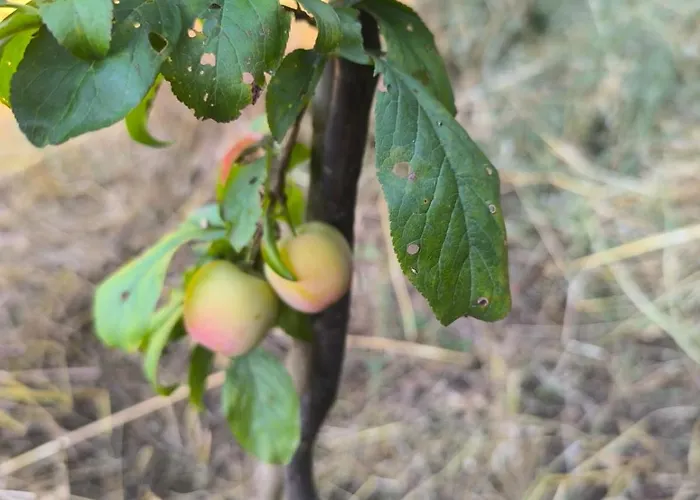 Xhagolands Affittacamere